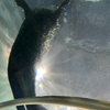 One of the harbour seals, from the tunnel below the water.