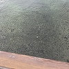 The water was extremely clear, and you could see a very large number of small fish in it. The sea floor was visible from surprisingly far out along the bridge.